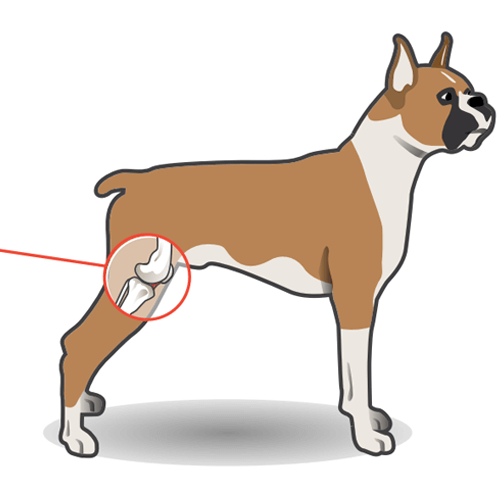 Schéma d'explication de la rupture du ligament croisé chez le chien