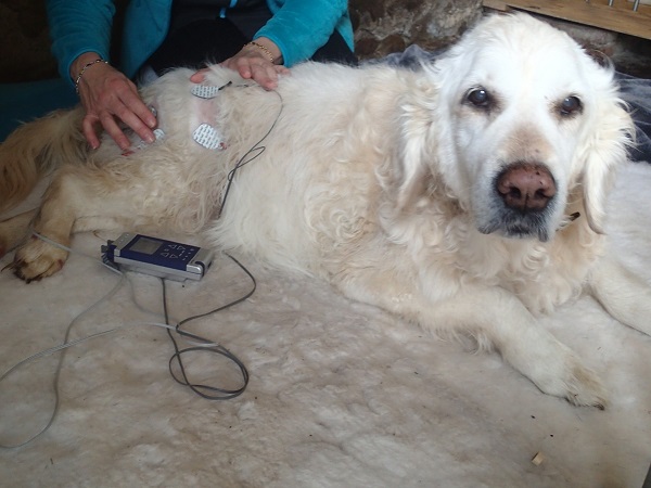 seance-electrostimulation-centre-vetokinesis-mikan