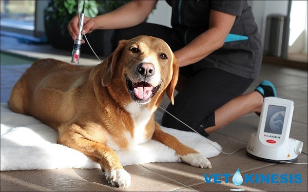 seance-therapie-laser-centre-vetokinesis-mikan