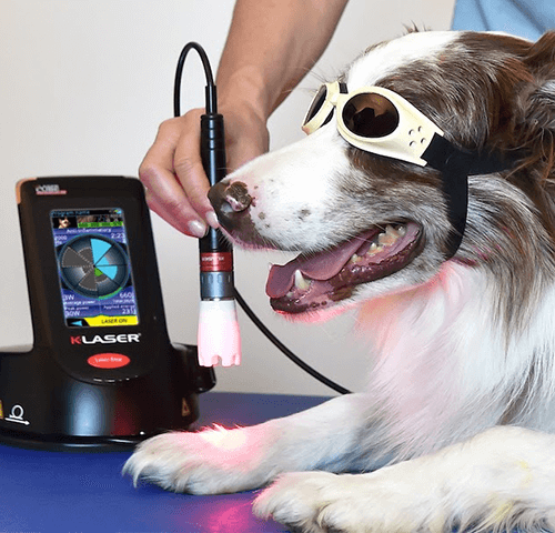 Chien qui bénéficie de la thérapie au niveau de la patte