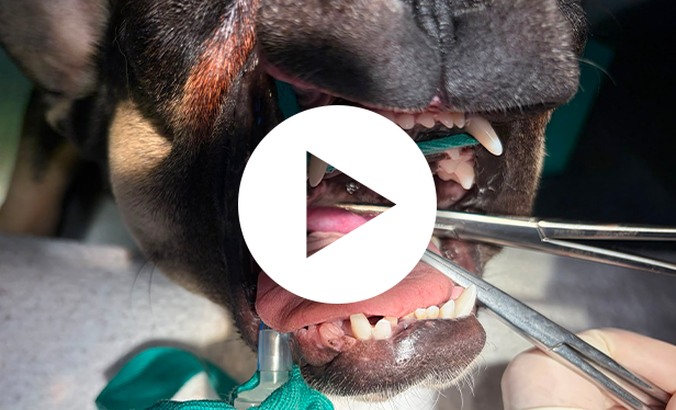 Chirurgie bouledogue voile du palais
