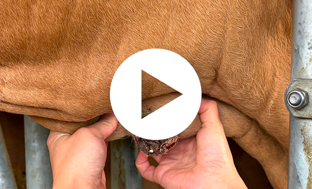 Chirurgie tumeur vache