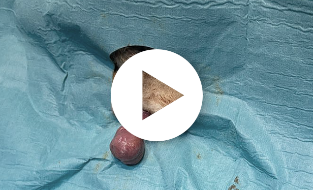 video exerese polype vaginal chienne