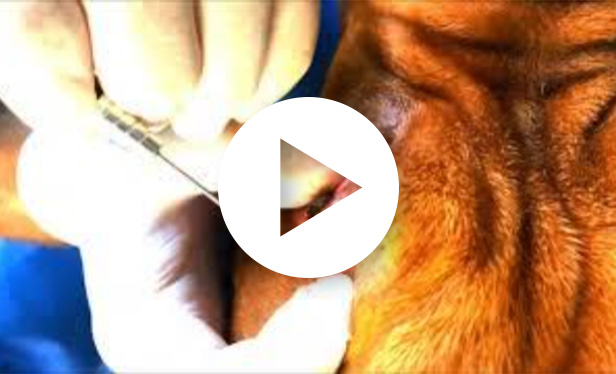 Canine eye mass removal