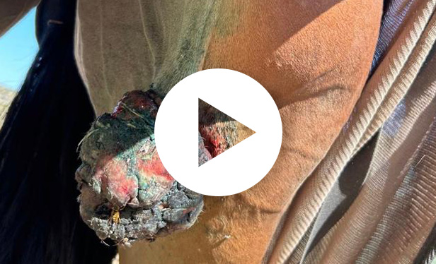 video exerese sarcoide grasset cheval