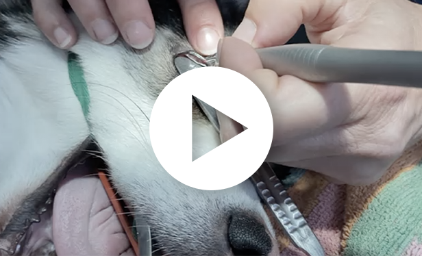 exérèse cils ectopiques - K-laser Vet Chirurgie
