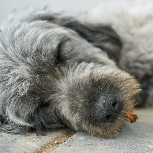 Chien âgé qui se repose