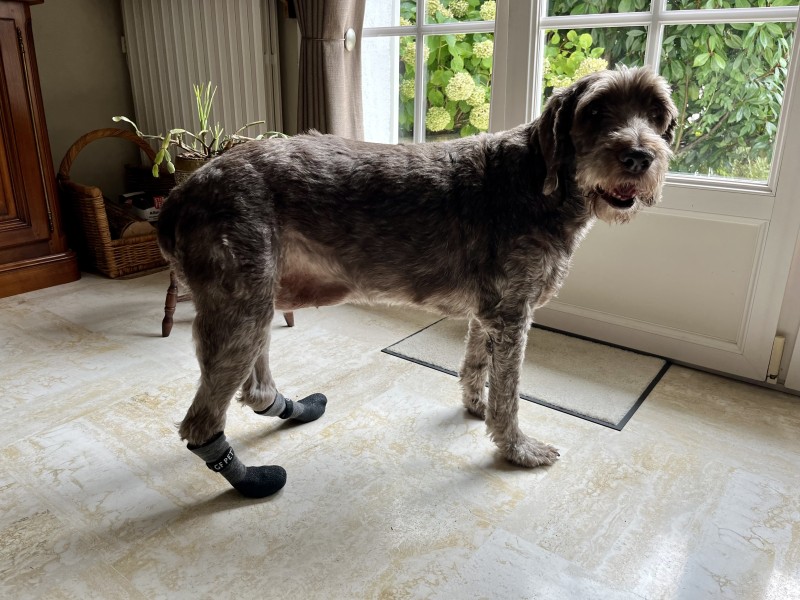 Chaussettes Antidérapantes Pour Chien, Chaussettes Pour Chien