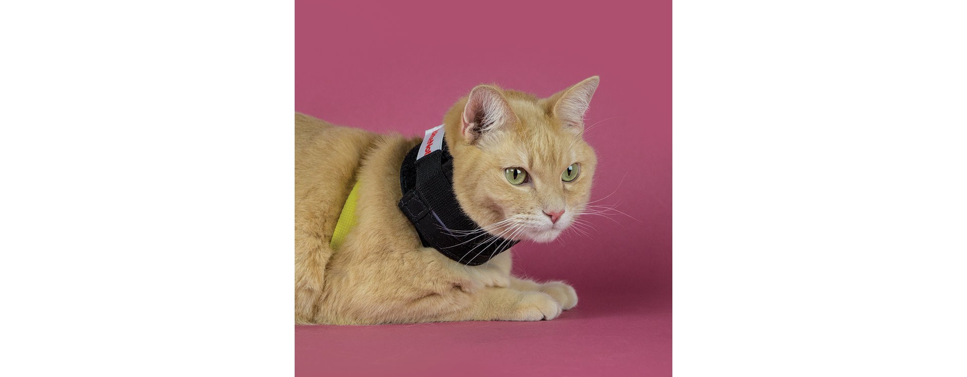 Protection des plaies suite stérilisation du chat - Témoignage client