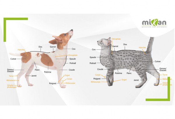 Anatomie Externe Du Chien Illustrations Et Explications Par Zone Mikan
