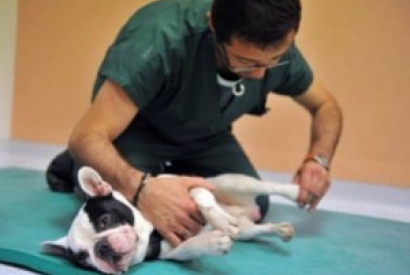 Rééducation animale  où et comment trouver un vétérinaire